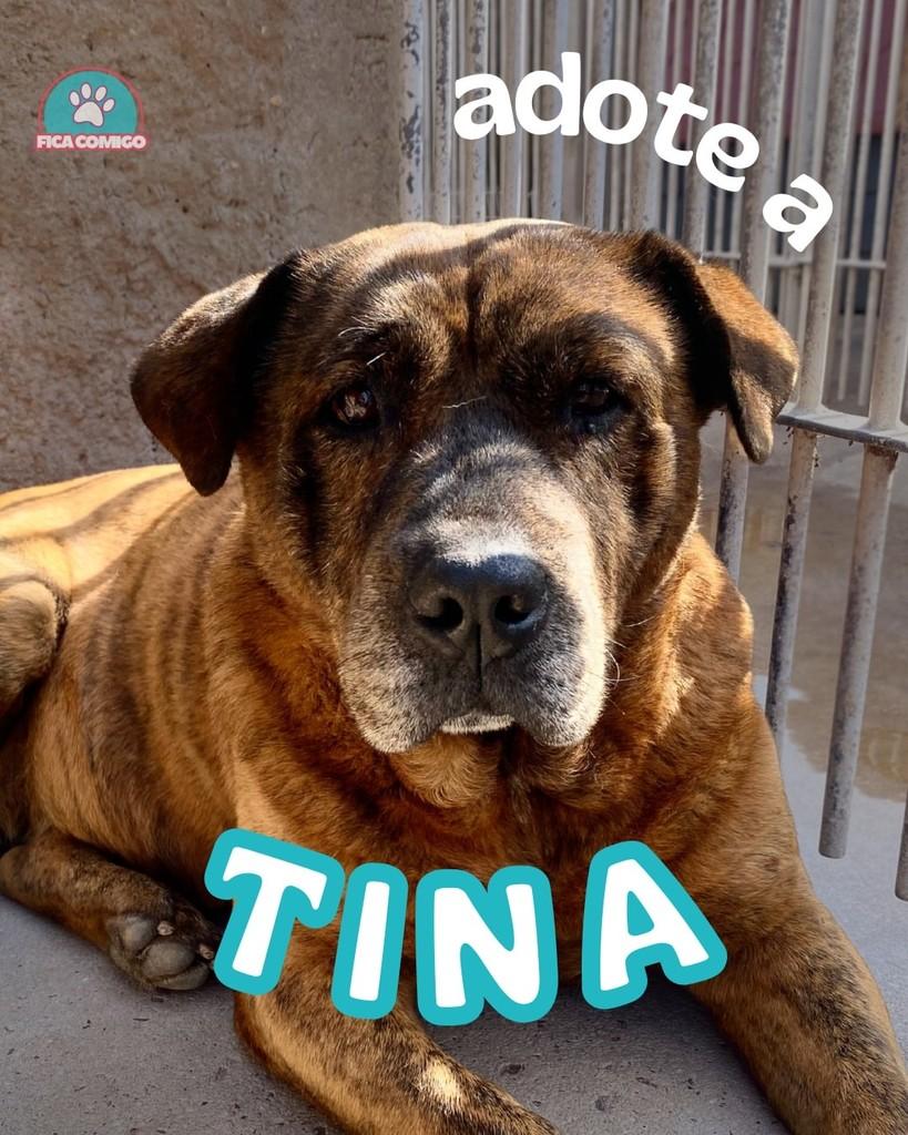 Tina, cadela de porte grande para adoção em Curitiba - PR