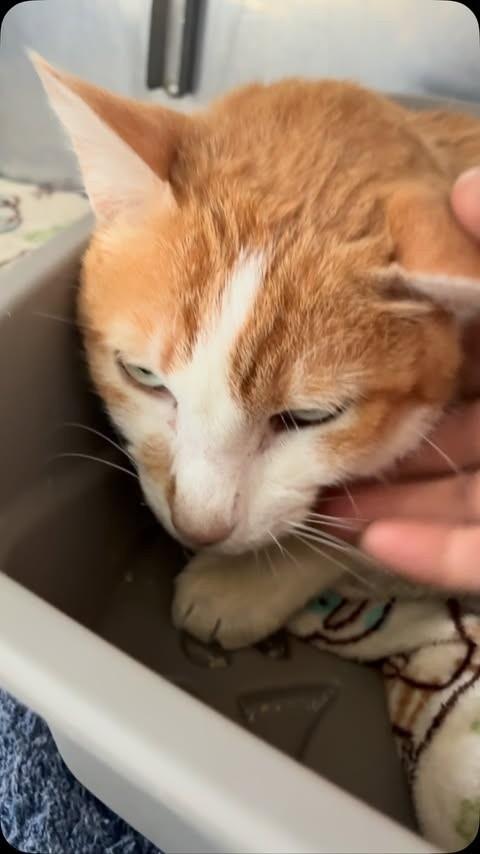 Chico, gato de porte pequeno para adoção em Curitiba - PR