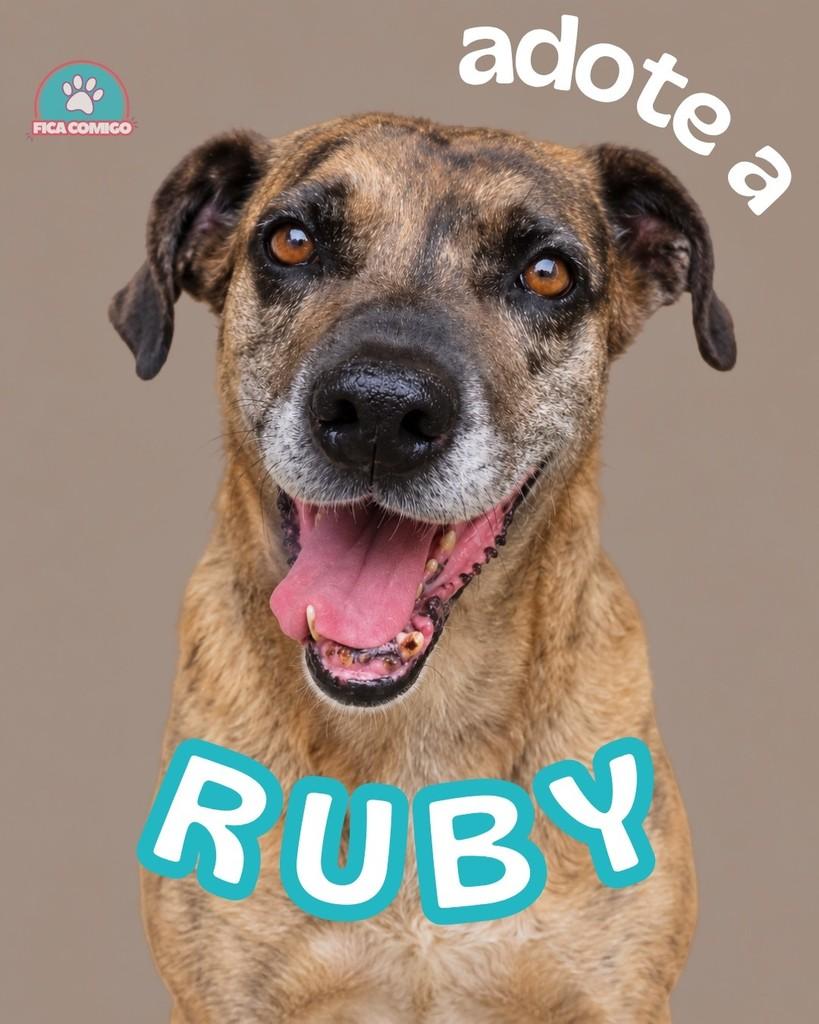 Ruby, cadela de porte grande para adoção em Curitiba - PR