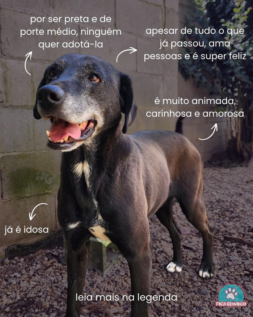 Rihanna, cadela de porte médio para adoção em Curitiba - PR