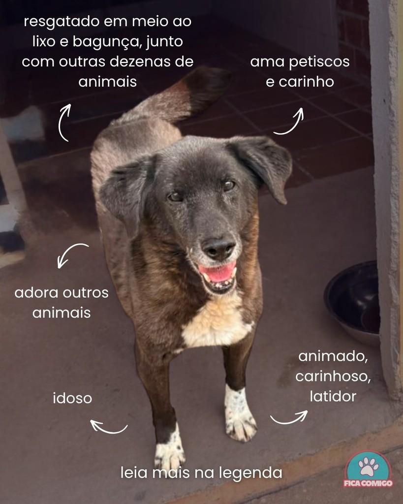Caetano, cachorro de porte médio para adoção em Curitiba - PR