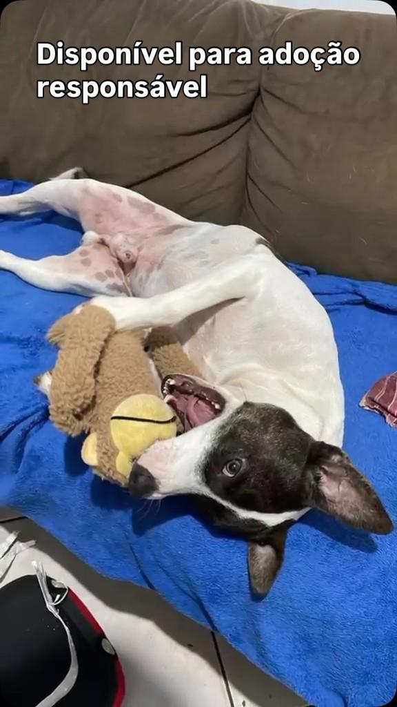 Oreo, cachorro de porte pequeno para adoção em Toledo - PR