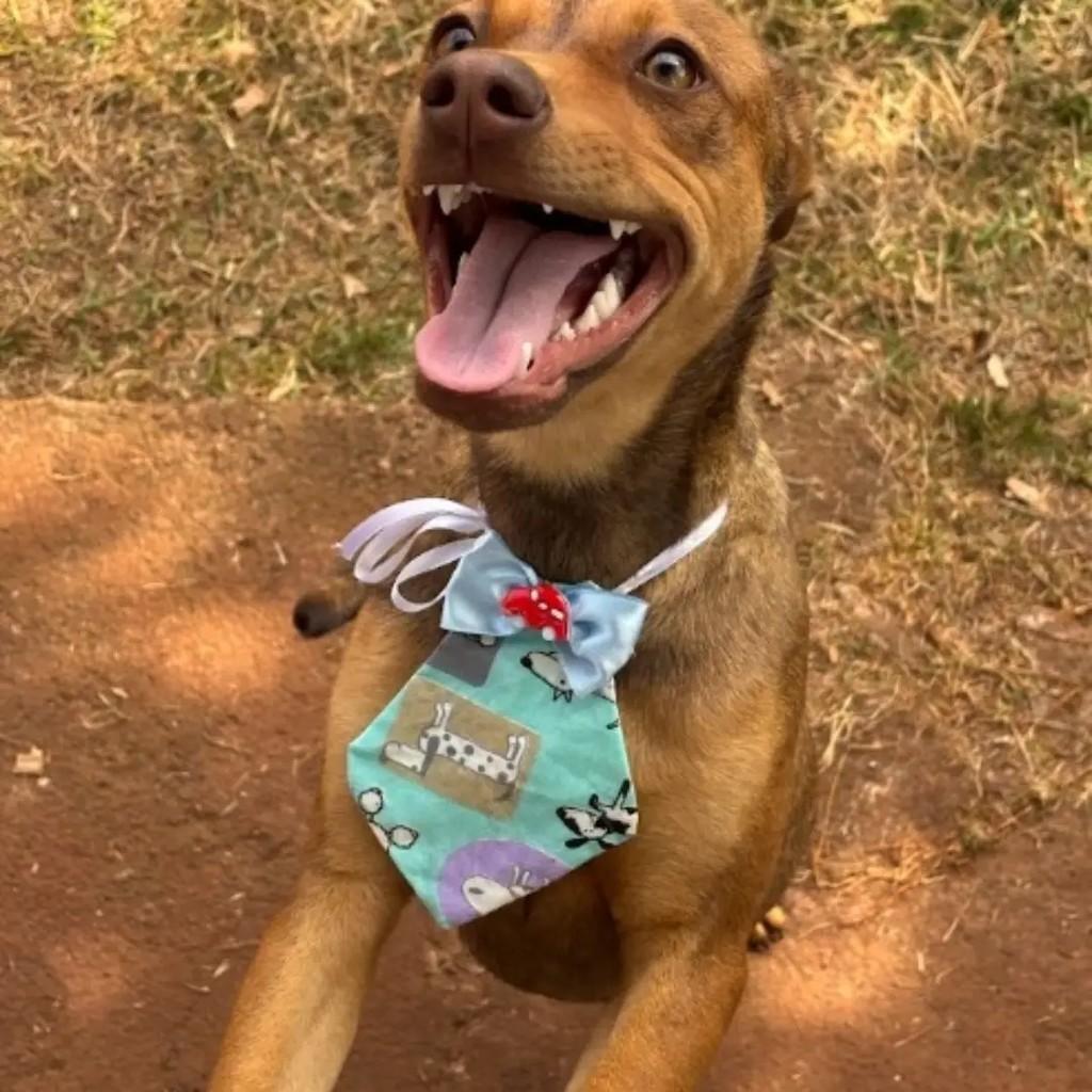 Ares, cachorro de porte médio para adoção em Toledo - PR
