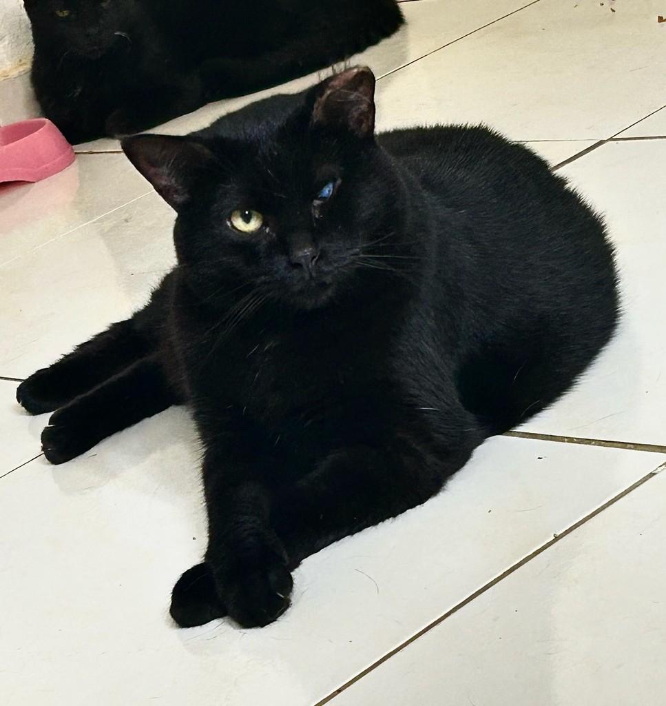 Thiaguinho, gato de porte médio para adoção em Natal - RN