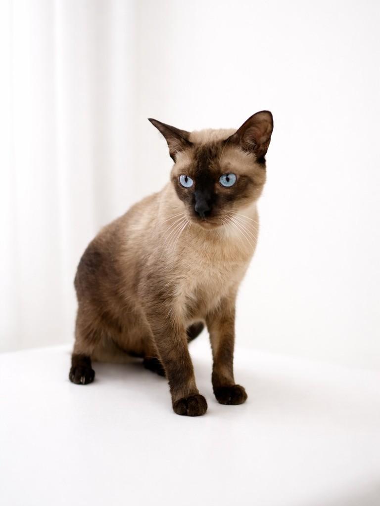 Joca, gato de porte pequeno para adoção em Natal - RN