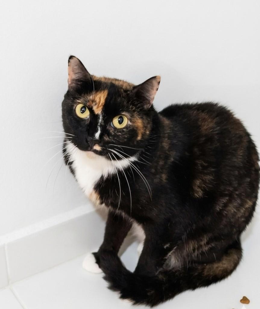 Lilica, gata para adoção em Natal - RN