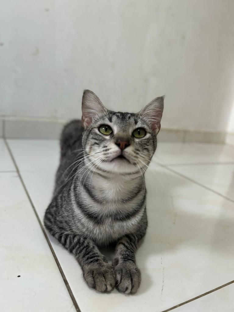Alecrim, gato de porte médio para adoção em Natal - RN