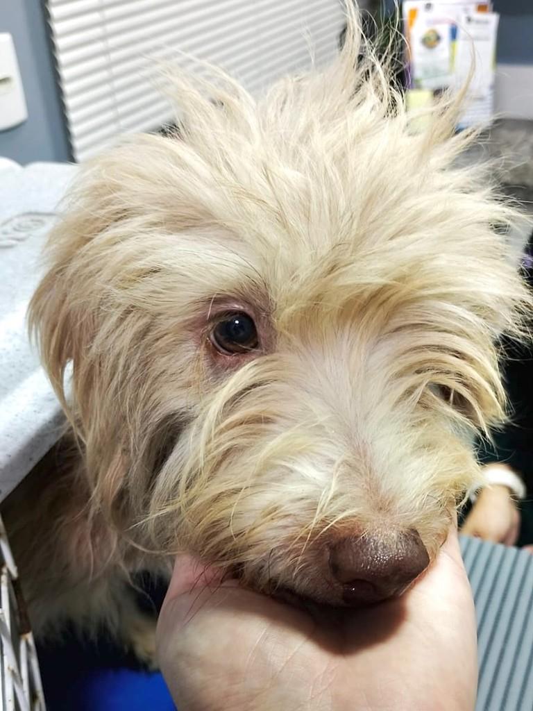 Paçoca, cachorro de porte pequeno para adoção em Natal - RN