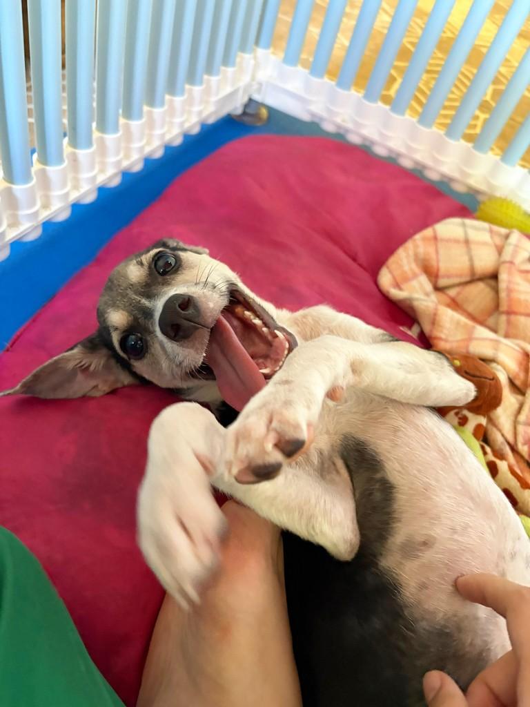Maratona, cachorro de porte pequeno para adoção em Natal - RN