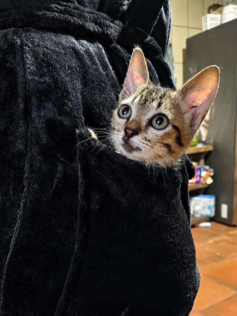 Mia, gato de porte pequeno para adoção em Natal - RN