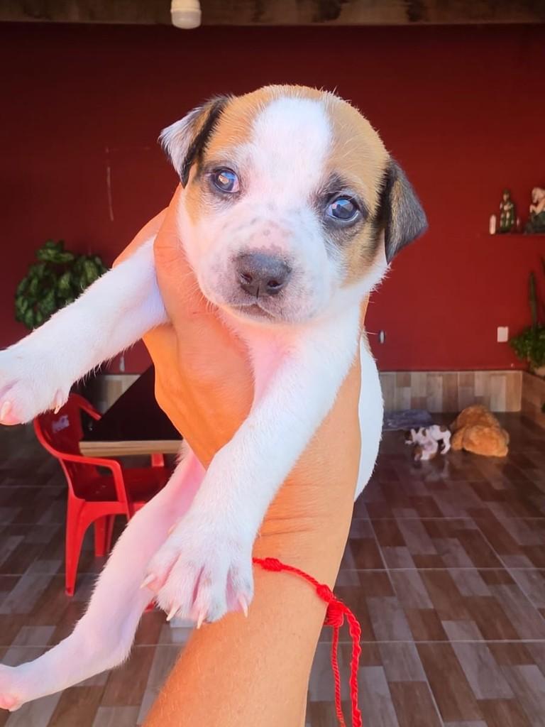 Penélope, cachorro de porte pequeno para adoção em Natal - RN