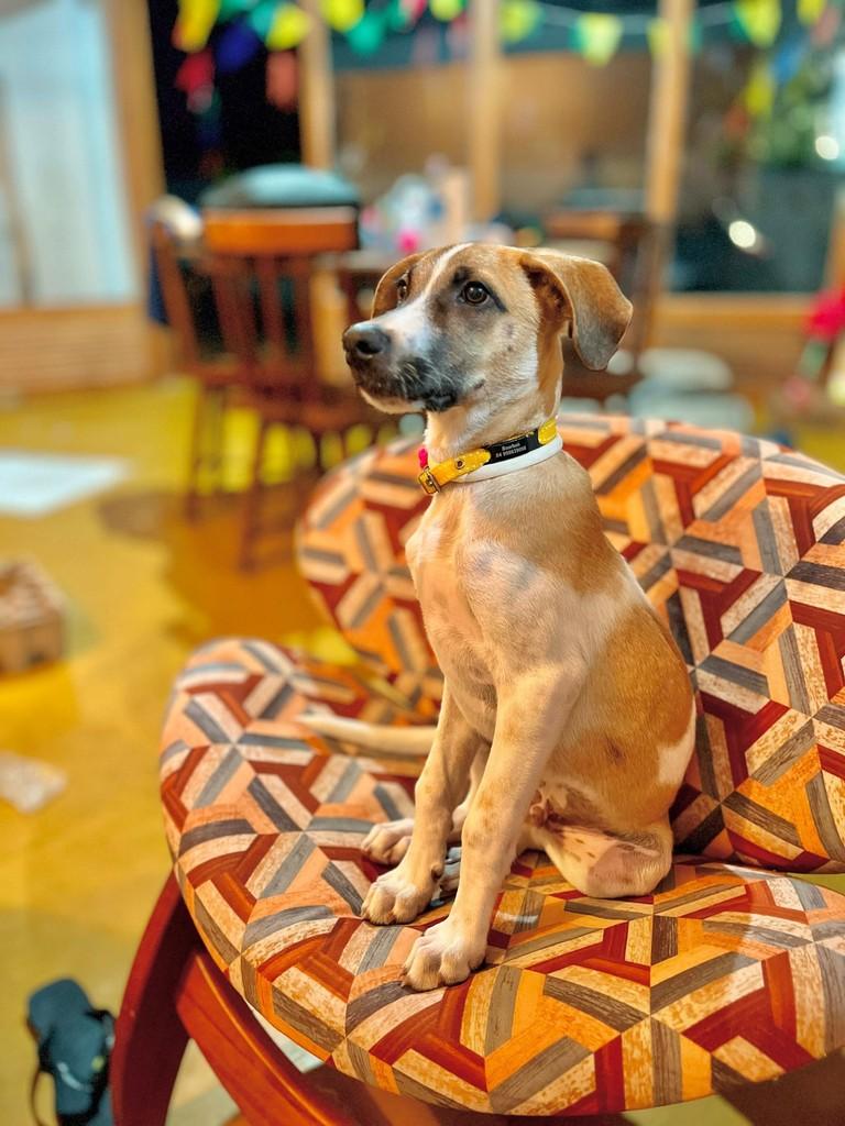 Afonso, cachorro de porte médio para adoção em Natal - RN