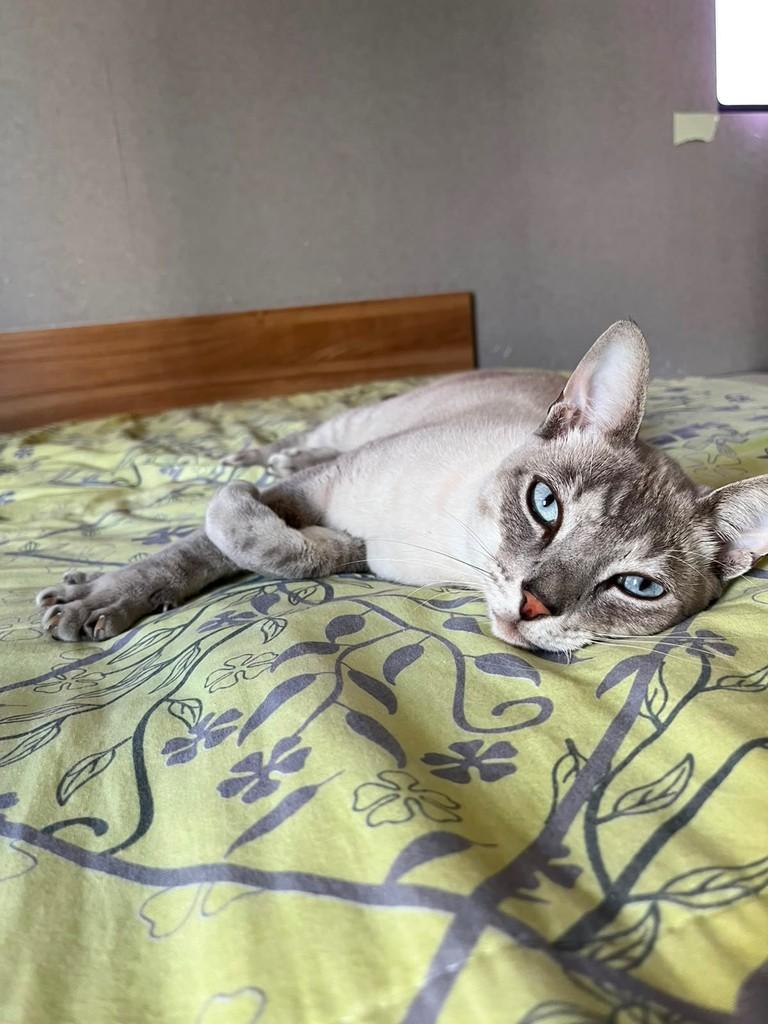 Tom, gato para adoção em Natal - RN