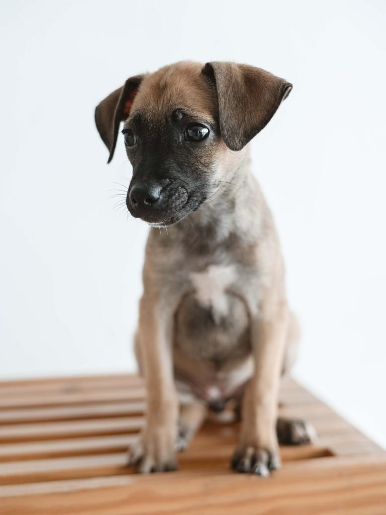 Mel, cachorro de porte pequeno para adoção em Natal - RN