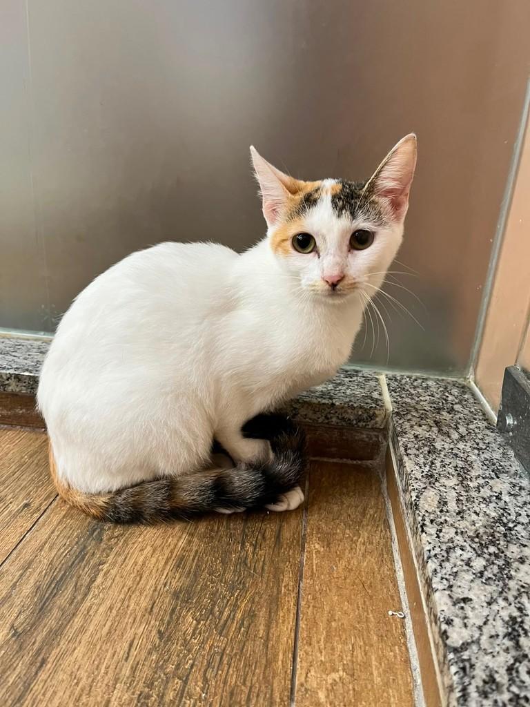Lichia, gato de porte pequeno para adoção em Natal - RN