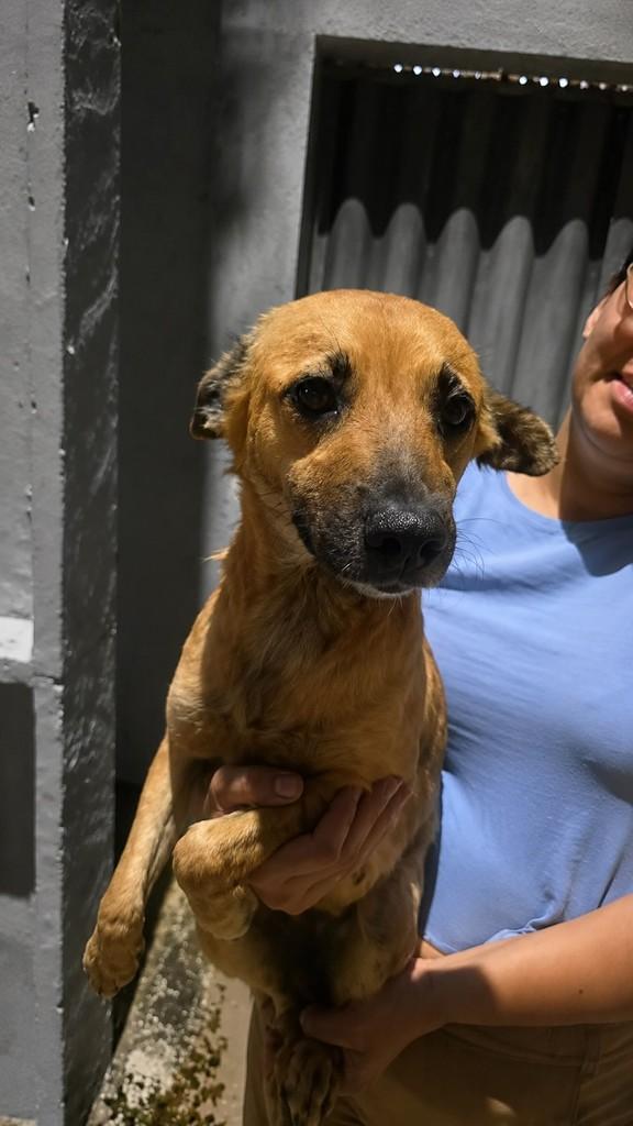Lia, cadela de porte pequeno para adoção em Natal - RN