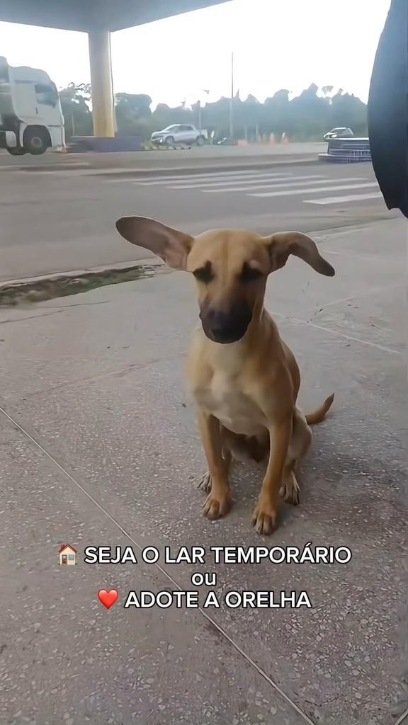 Orelha, cachorro de porte pequeno para adoção em São Gonçalo do Amarante - RN