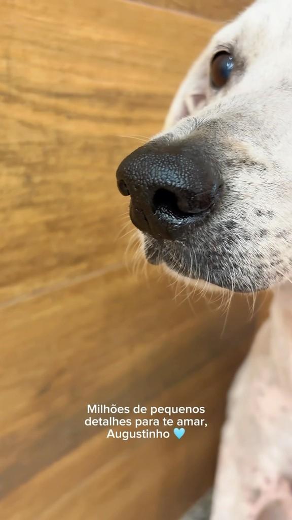 Augustinho, cachorro de porte médio para adoção em Natal - RN