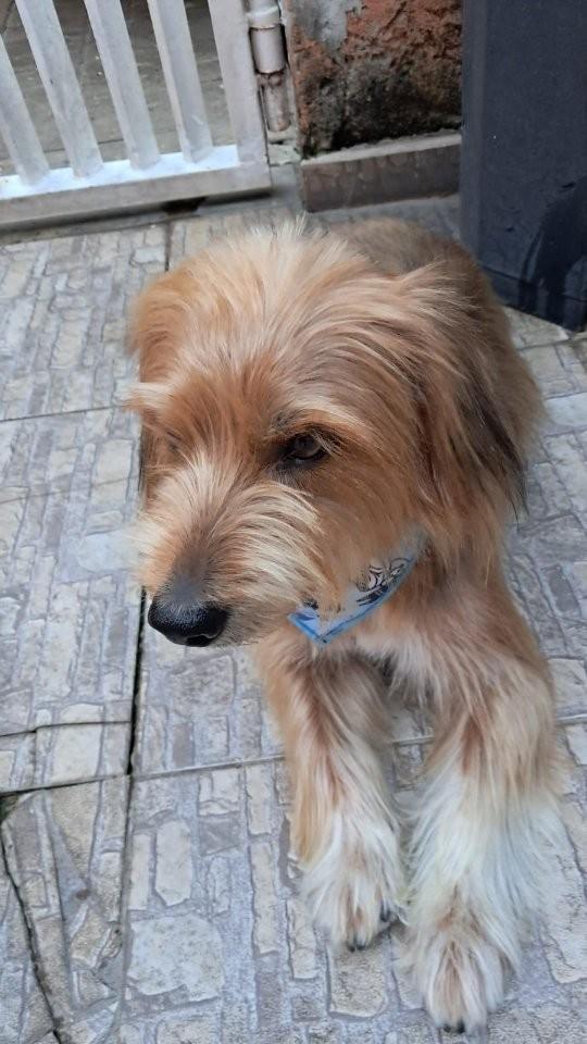 Enzo, cachorro de porte pequeno para adoção em São José dos Campos - SP