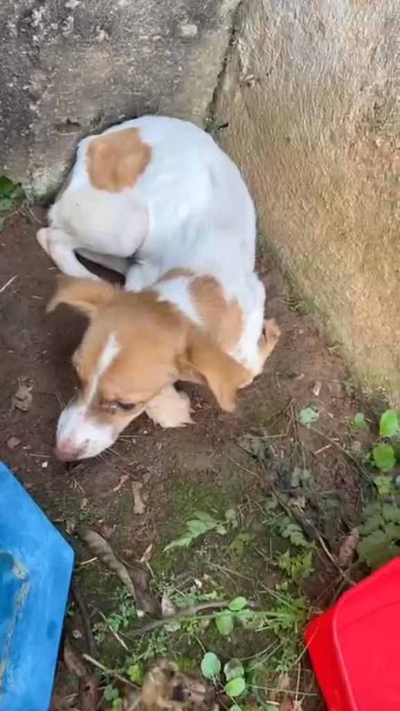 Ritinha, cadela de porte pequeno para adoção em São José dos Campos - SP