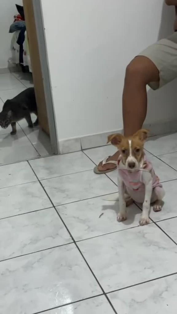 Maria Rita, cachorro de porte pequeno para adoção em São José dos Campos - SP