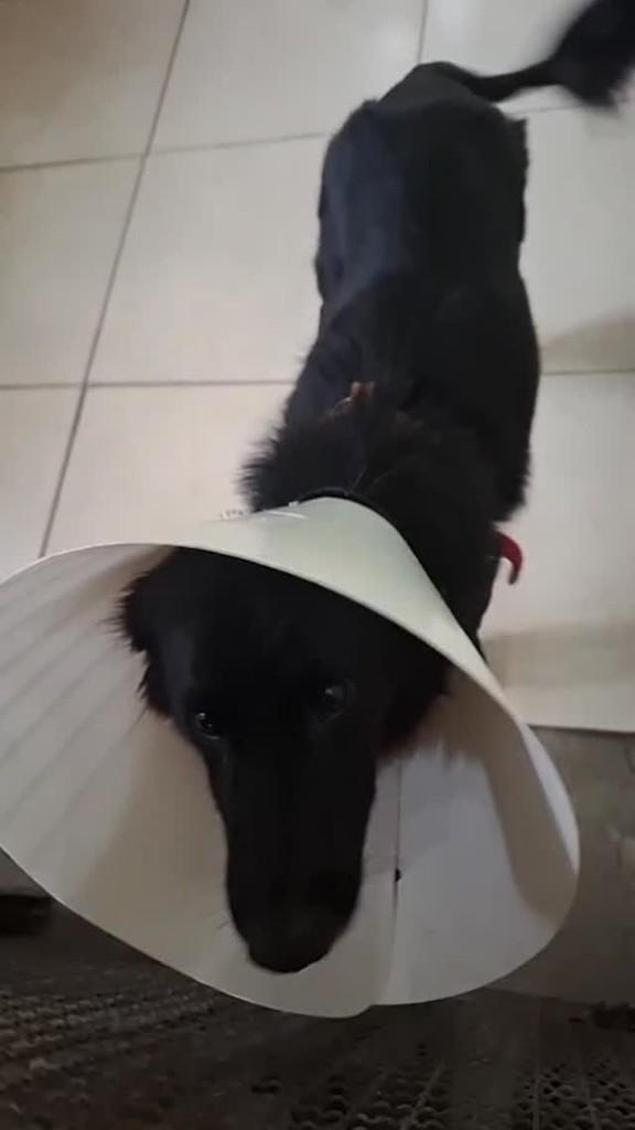 Neguinho, cachorro de porte médio para adoção em São José dos Campos - SP