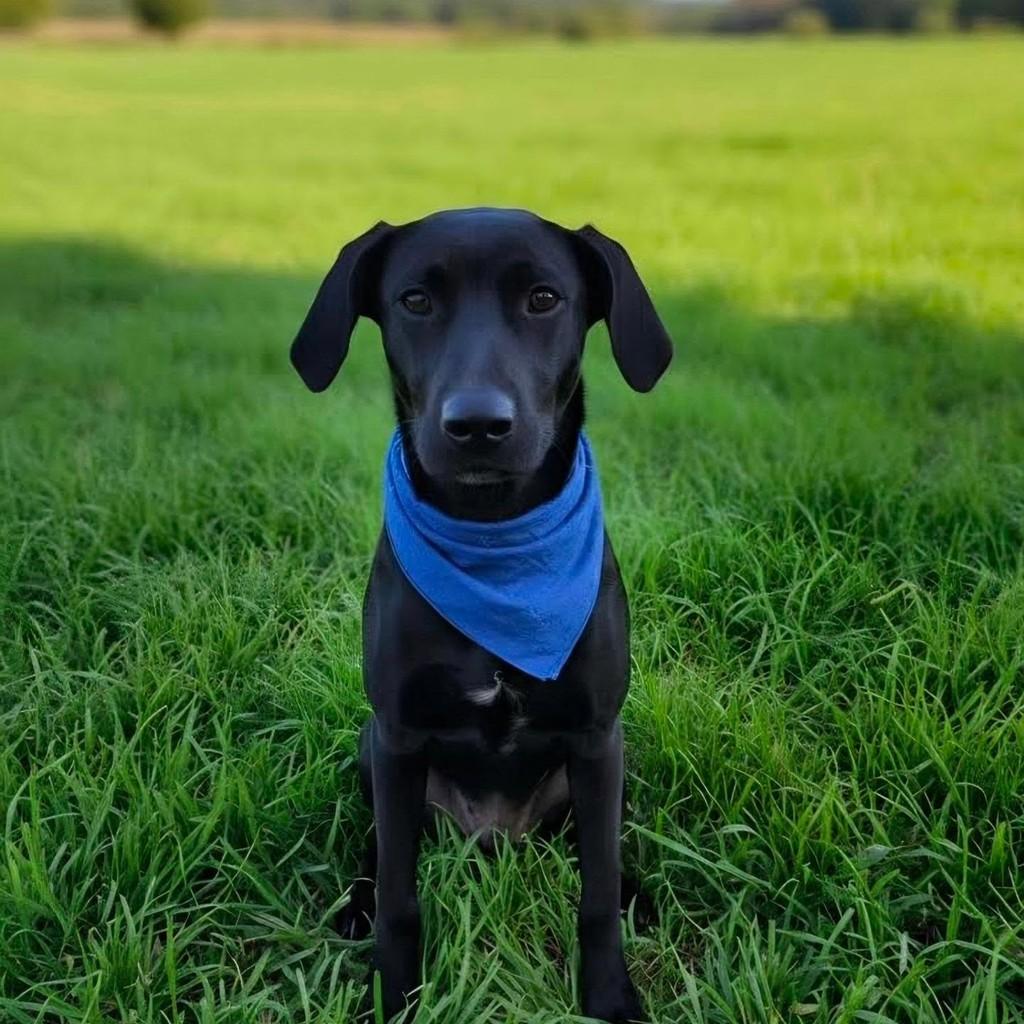 Black, cachorro de porte médio para adoção em São José dos Campos - SP