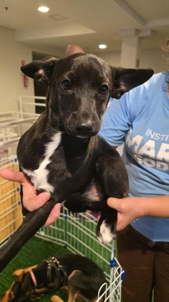 Pantera, cachorro para adoção em São José dos Campos - SP