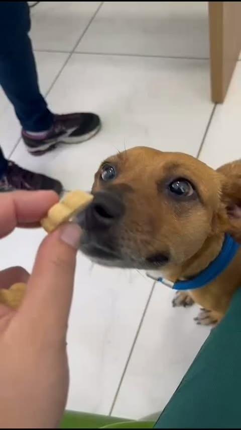 Nina, cadela de porte pequeno para adoção em São José dos Campos - SP