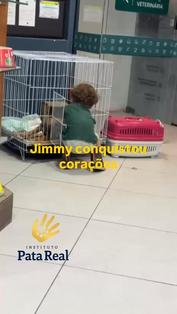 Jimmy, gato de porte pequeno para adoção em Rio de Janeiro - RJ