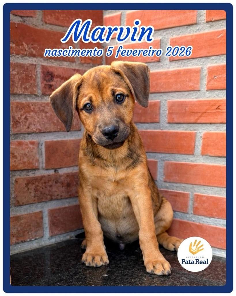 Marvin, cachorro de porte pequeno para adoção em Rio de Janeiro - RJ