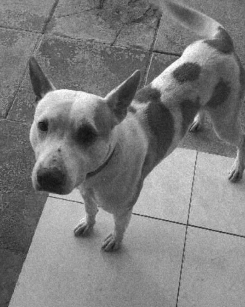 Dagoberto, cachorro de porte médio para adoção em Caxias do Sul - RS