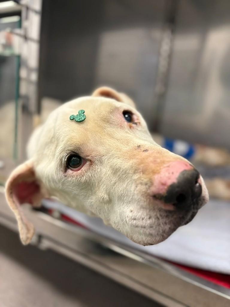 Nino, cachorro para adoção em Caxias do Sul - RS