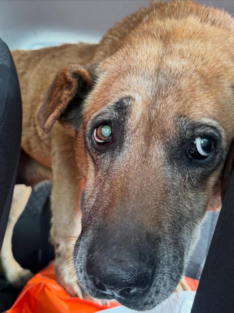 Caramela, cachorro para adoção em Caxias do Sul - RS