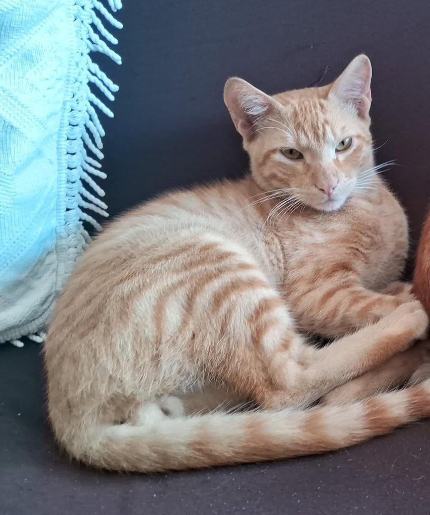 Zuma, gato de porte pequeno para adoção em Caxias do Sul - RS
