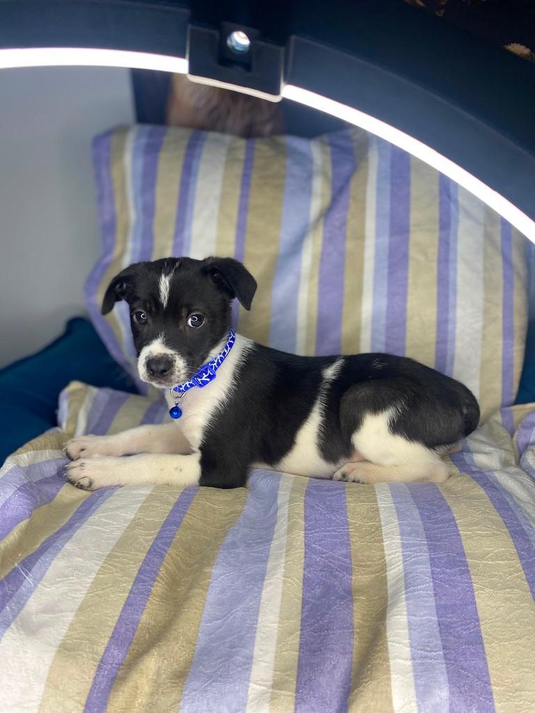 Fofurinha, cachorro de porte médio para adoção em Caxias do Sul - RS