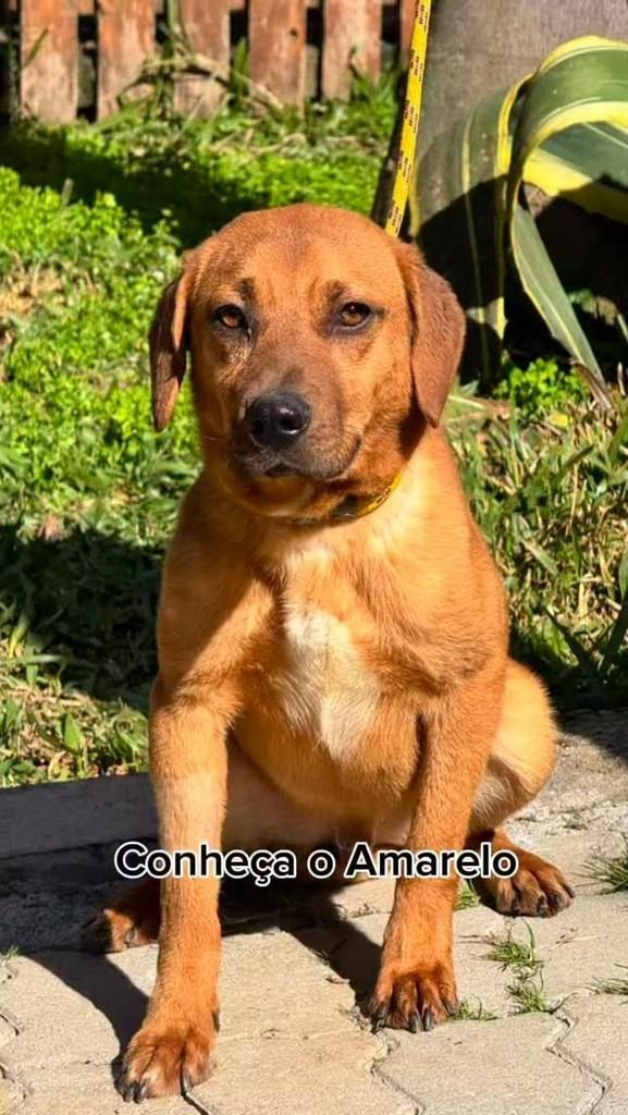 Amarelo, cachorro de porte pequeno para adoção em Caxias do Sul - RS