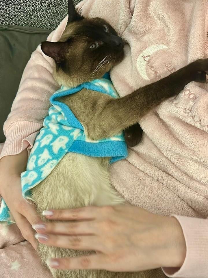 Royal, gato de porte pequeno para adoção em Caxias do Sul - RS