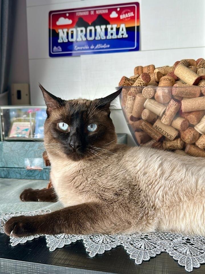 Royal, gato de porte pequeno para adoção em Caxias do Sul - RS — foto 2 de 6