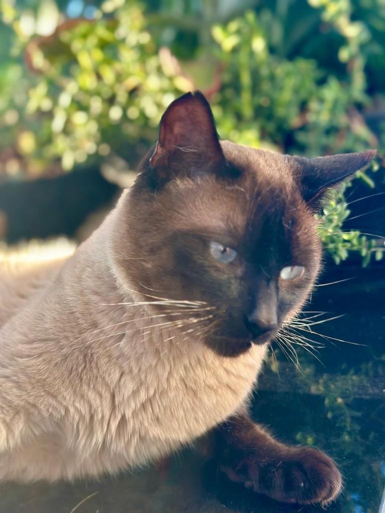 Royal, gato de porte pequeno para adoção em Caxias do Sul - RS — foto 3 de 6