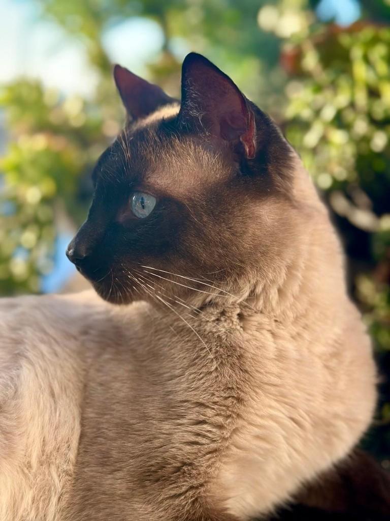 Royal, gato de porte pequeno para adoção em Caxias do Sul - RS — foto 4 de 6