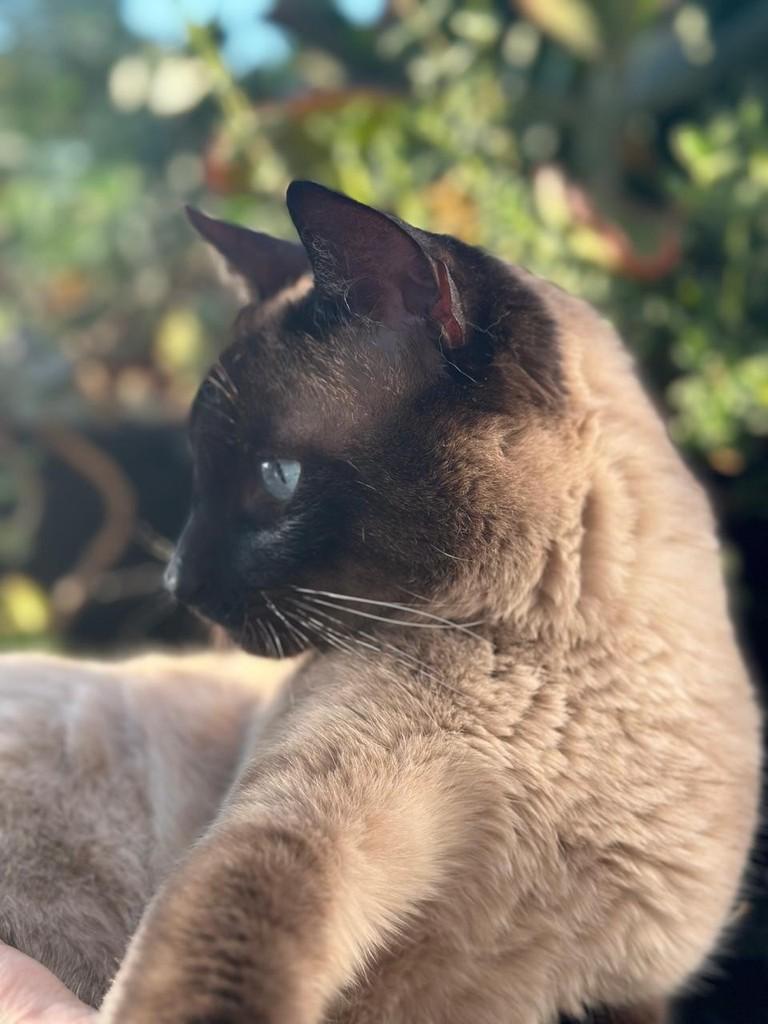 Royal, gato de porte pequeno para adoção em Caxias do Sul - RS — foto 5 de 6