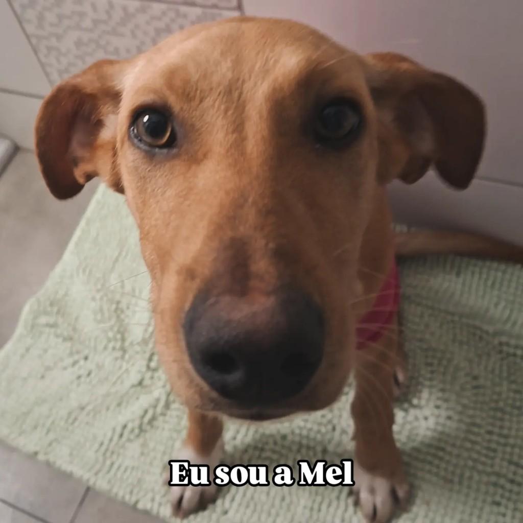 Mel, cadela de porte médio para adoção em Laguna - SC
