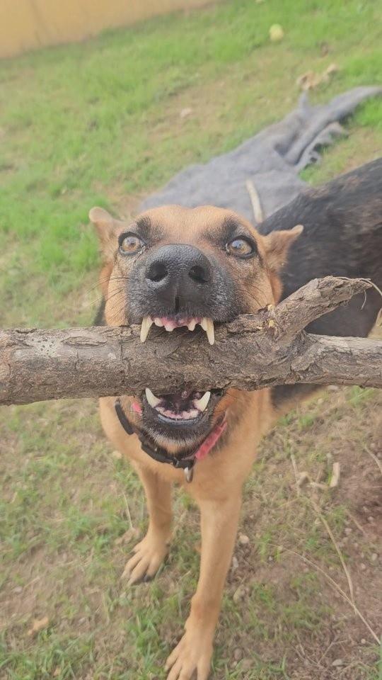 Lua, cadela de porte médio para adoção em Tubarão - SC
