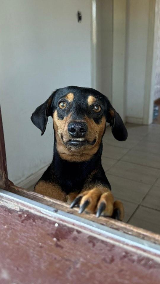 Joel, cachorro de porte pequeno para adoção em Tubarão - SC