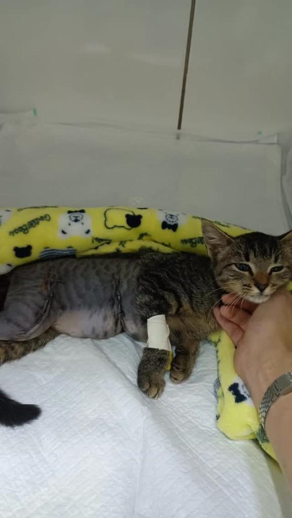 Florinda, gata de porte pequeno para adoção em Maracaju - MS
