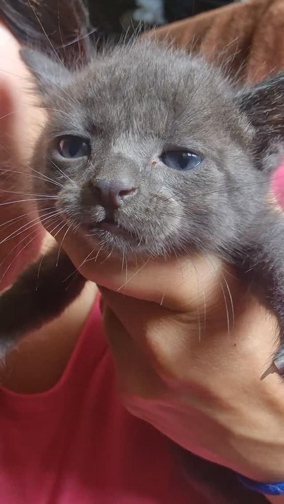 Cinza, gato de porte pequeno para adoção em Maracaju - MS