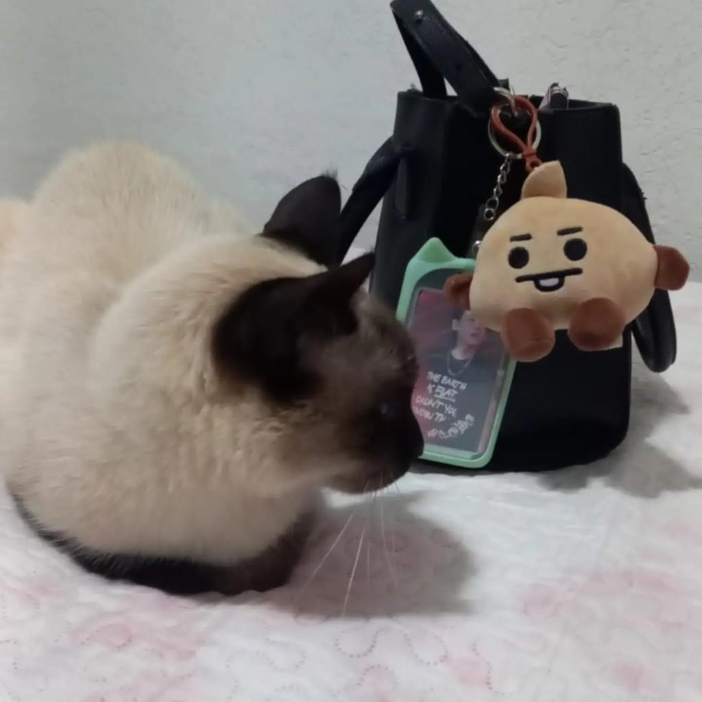 Sasuke, gato de porte pequeno para adoção em Maracaju - MS