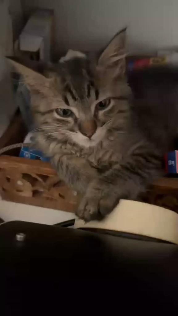 Remédios, gato de porte médio para adoção em Maracaju - MS