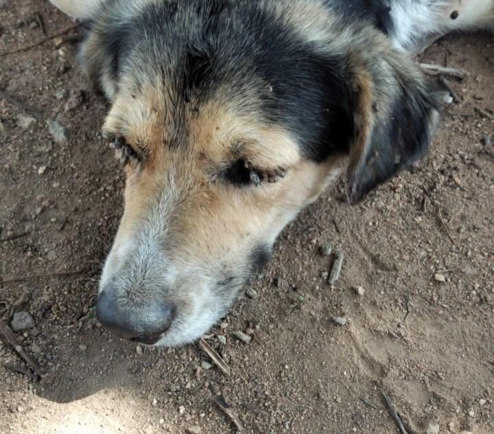 Billy, cachorro de porte médio para adoção em Paudalho - PE